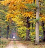 forêt de Fontainebleau