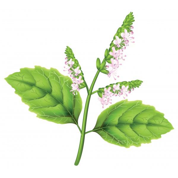 patchouli